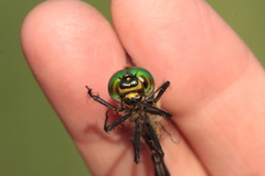 Somatochlora meridionalis