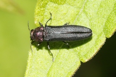 Agrilus huachucae