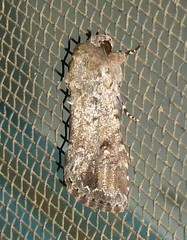 Spodoptera exempta