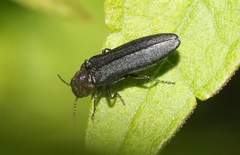 Agrilus huachucae