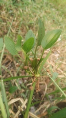 Echinodorus palifolius