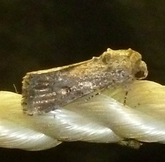 Spodoptera exempta