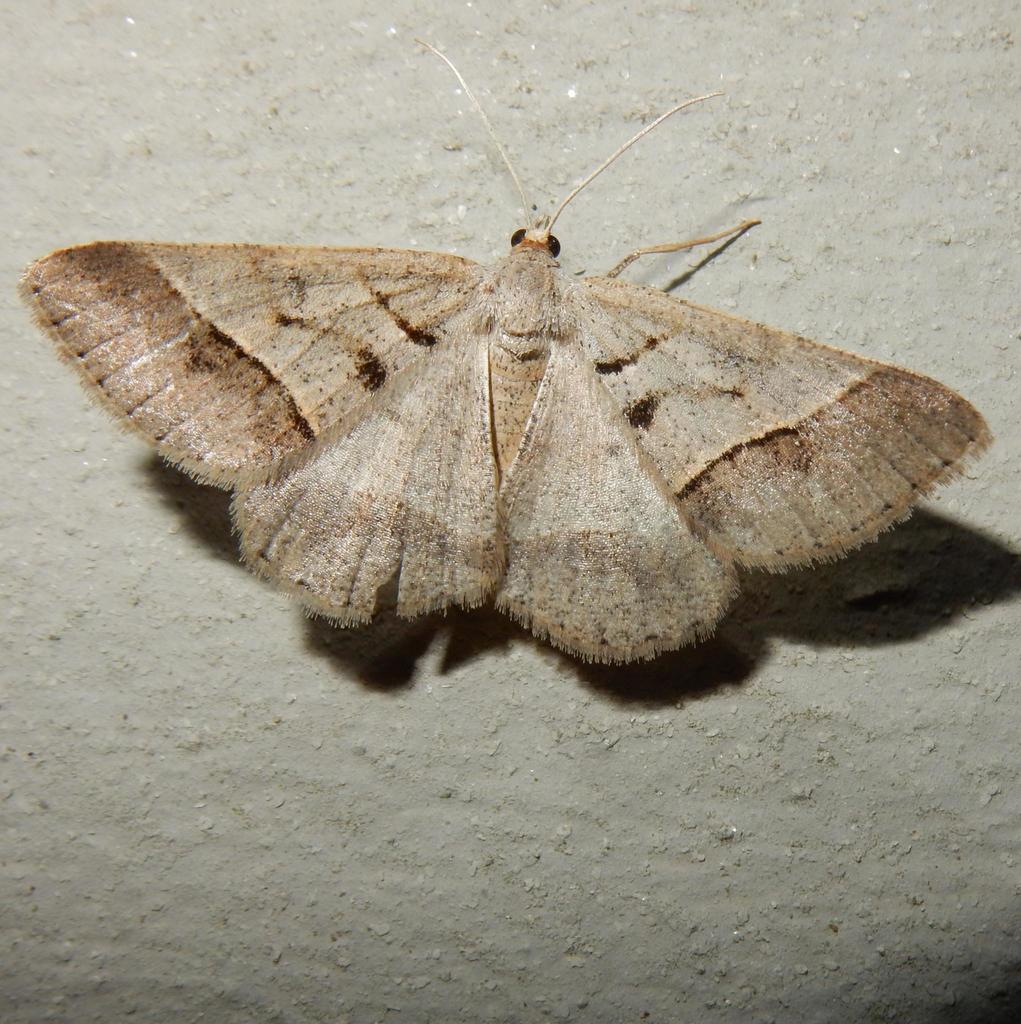 Isturgia spissata