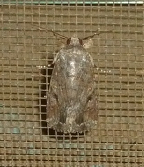 Spodoptera exempta