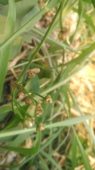 Echinodorus palifolius
