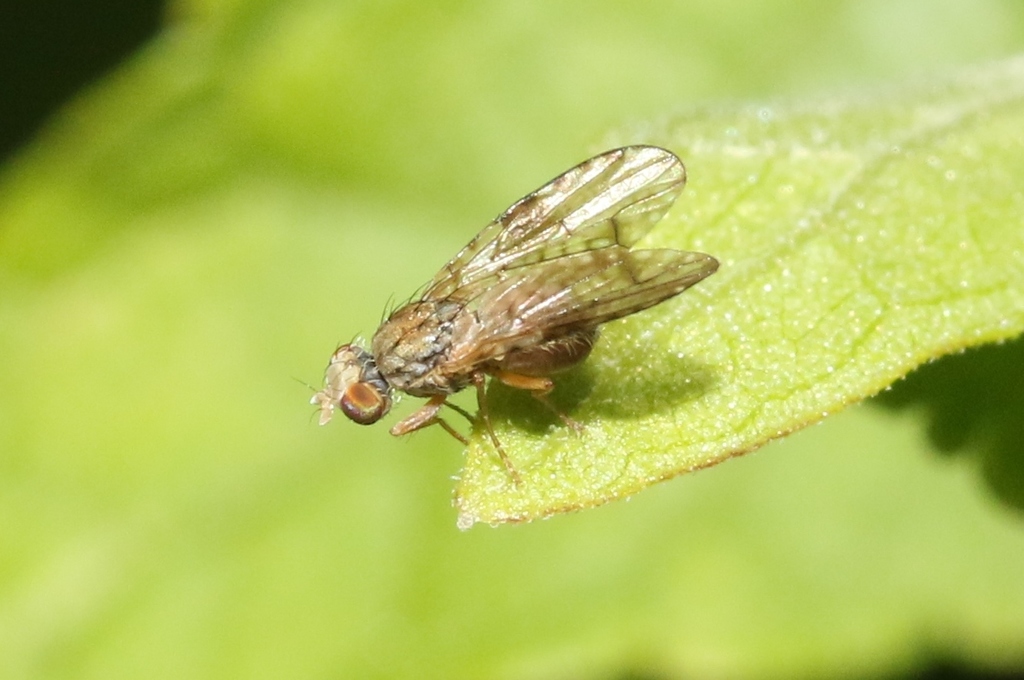 Campiglossa pallidipennis