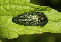 Acmaeodera resplendens