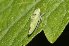 Graphocephala ignava