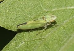 Graphocephala ignava