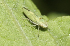 Graphocephala ignava