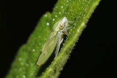 Graphocephala ignava