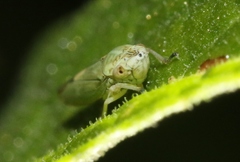 Graphocephala ignava