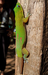Phelsuma laticauda