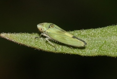Graphocephala ignava