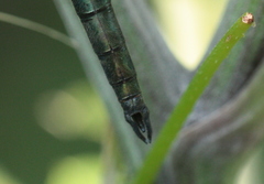 Somatochlora meridionalis