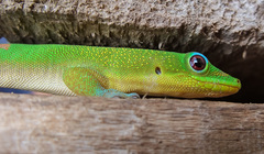 Phelsuma laticauda