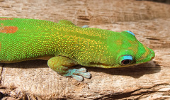 Phelsuma laticauda