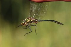 Somatochlora meridionalis