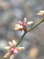 Eriogonum hoffmannii hoffmannii