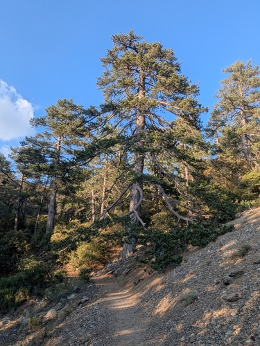 Black pine (Pinus nigra)