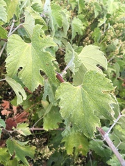 Vitis girdiana