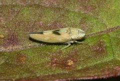 Graphocephala ignava
