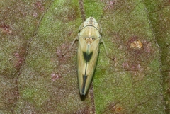Graphocephala ignava