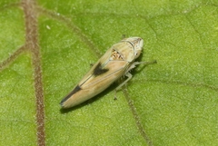 Graphocephala ignava