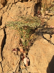 Eriogonum rixfordii