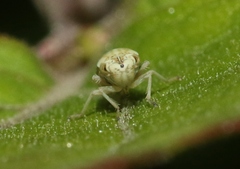 Graphocephala ignava