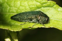 Acmaeodera resplendens