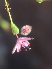 Eriogonum glandulosum