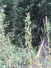 Delphinium exaltatum