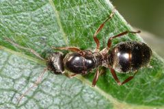 Formica microphthalma