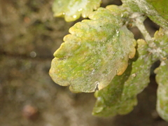 Erysiphe macleayae