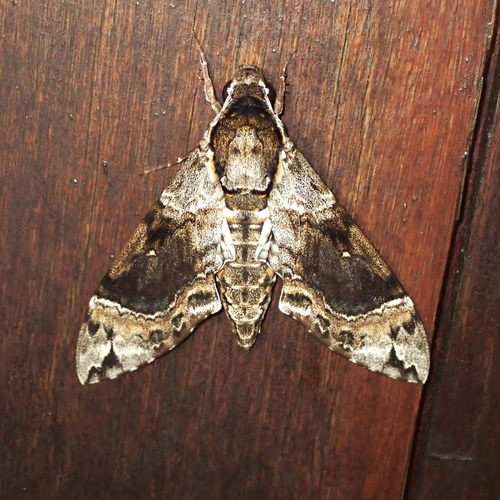 Manduca brunalba
