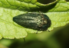 Acmaeodera resplendens