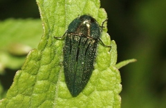 Acmaeodera resplendens
