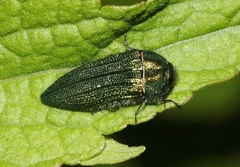 Acmaeodera resplendens