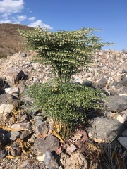 Eriogonum rixfordii