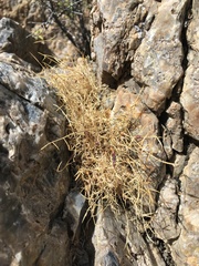 Astragalus panamintensis