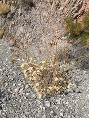 Bahiopsis reticulata