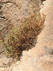 Phacelia perityloides