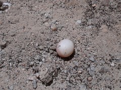 Hemidactylus flaviviridis