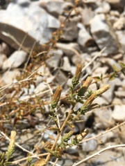 Brickellia microphylla