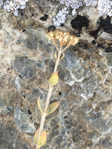 Image of Fendlerella utahensis by (c) Matt Berger, some rights reserved (CC BY)