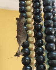 Acanthops parafalcata