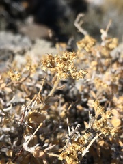 Fendlerella utahensis