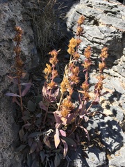Penstemon calcareus