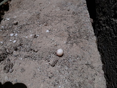 Hemidactylus flaviviridis